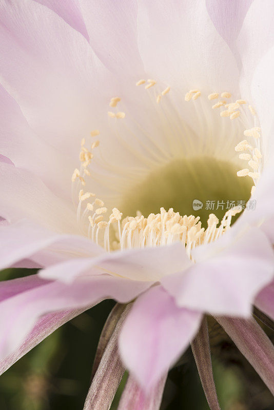 开花Echinopsis Spachiana Kaktus的特写